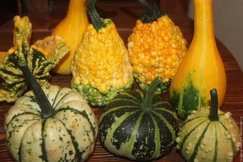Miniatura 3 de Semillas ornamentales de mezcla de calabaza gigante, vegetales tradicionales para plantar 10 semillas decorativas únicas sin OMG