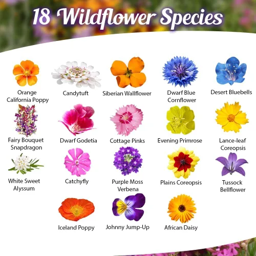 Miniatura 2 de Mezcla de semillas de flores silvestres de bajo crecimiento, flores cortas de 1 oz, 6 a 12 pulgadas, mezcla natural sin OMG de semillas de jardín