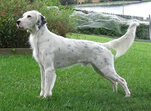 Miniatura 4 de Dean & Tyler Bozal de cesta de alambre para perros, tamaño nº D1