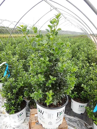 Miniatura 2 de Ganadores probados - Ilex x meserveae Castle Spire (Acebo) Evergreen, 3 - Contenedor