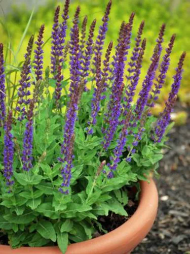 Perennial Farm Marketplace Salvia n. 'East Frisland' (salvia) Perenne, tamaño # 1 contenedor, flores violeta-púrpura