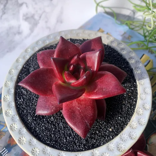 Echeveria Agavoides v Romeo Rubin Grandes Plantas Suculentas Vivas Raras, 1 Cabeza 2-2.5" Raíz Desnuda Sin Maceta y Tierra, Decoración de Jardín