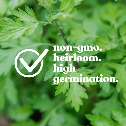 Miniatura 2 de Semillas de perejil de hoja perenne – Paquete de 0.04 oz ~ 100 semillas – Anual. Heirloom, Jardinería de hierbas culinarias sin OMG y microverdes