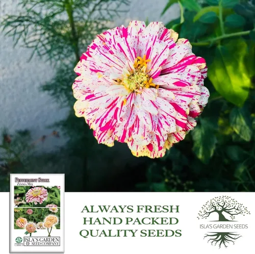 Miniatura 4 de Semillas de zinnia "Peppermint Stick" para plantar, más de 100 semillas de flores por paquete, semillas de jardín de Isla