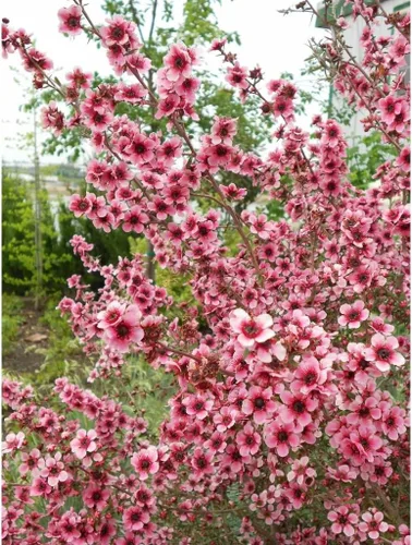 Miniatura 6 de Árbol de Manuka (Leptospermum scoparium) - Cultiva ahora o almacena para futuras plantaciones - Cápsula de 10 semillas