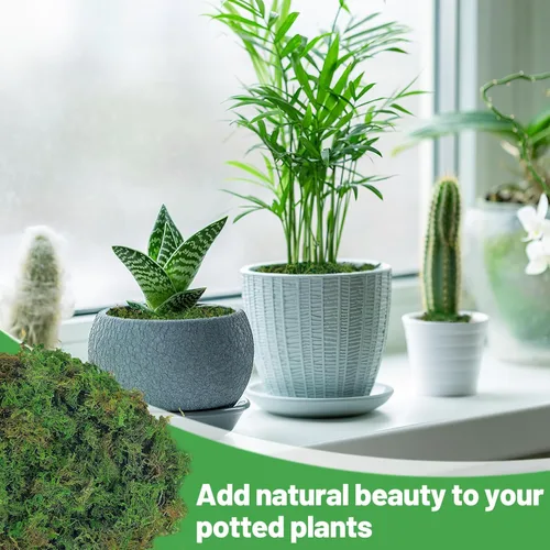 Miniatura 4 de Musgo verde natural de 10 onzas para plantas de interior, musgo real de bosque seco para manualidades, jardines de hadas artificiales, mosswall