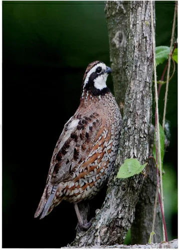 Miniatura 7 de 3dRose Northern Bobwhite Quail Male Calling, Marion Co. IL 11x12 Wash Cloth for Face and Body