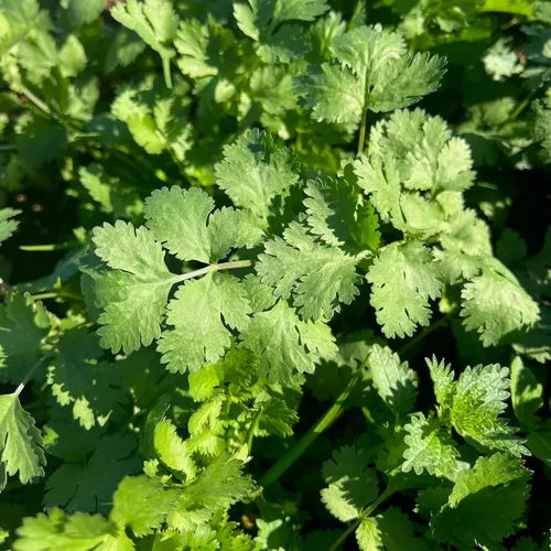 Miniatura 9 de Plant Good Seed Semillas de anís, paquete de 125 semillas tradicionales para plantar hierbas y flores, suministros de jardinería, flores silvestres