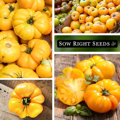 Miniatura 4 de Sow Right Seeds - Semillas de tomate Brandywine amarillo para plantar - Paquete de reliquia sin OMG con instrucciones para plantar un huerto casero