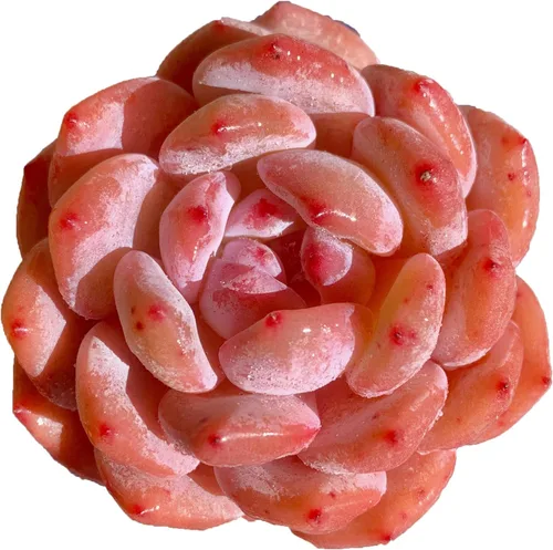 Miniatura 15 de Plantas suculentas vivas, Echeveria Onslow variegada de 3.2 pulgadas, Plantas de interior mini, Planta viva de raíz desnuda sin tierra, Plantas
