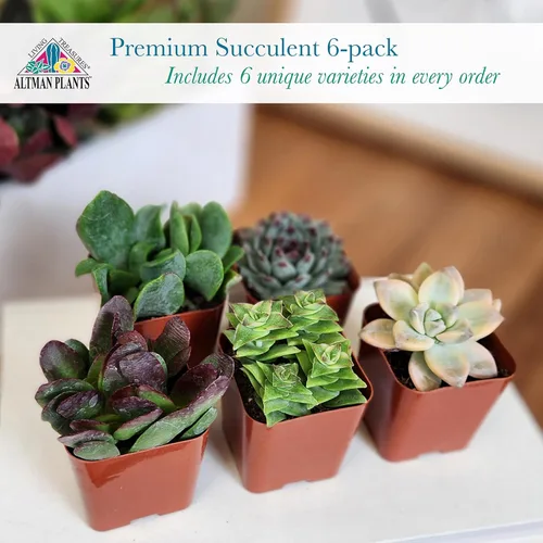 Miniatura 8 de Altman Plants Specialty - Planta suculenta viva (paquete de 6), sin duplicados, suculentas surtidas con colores y formas únicos, 2 en macetas