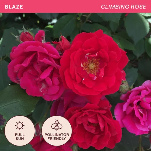 Miniatura 4 de Rosas trepadoras tradicionales, planta de raíz viva para jardín al aire libre, resplandor, ligeramente fragante, zonas de rusticidad 5-10, floración
