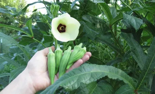 Miniatura 5 de Semillas Verde Okra Bamia (Dedo de Señora) Vegetales sin OMG para plantar