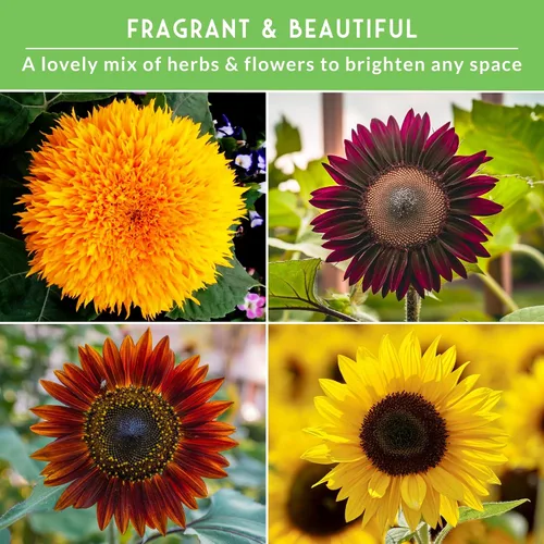 Miniatura 4 de Colección de semillas de girasol para plantar Paquete variado de 6 – Belleza otoñal, negro ruso, cereza de chocolate, oro solar, reina limón