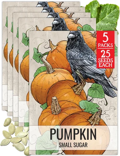 Miniatura 34 de Seed Needs, Jack O' Lantern - Semillas de calabaza – 25 semillas tradicionales para plantar Cucurbita Pepo – Sin OMG y sin tratar, ideal para tallar