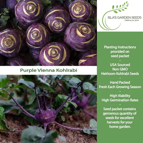 Miniatura 2 de Purple Vienna Semillas de colinabo (Brassica oleracea var. gongylodes) – Más de 300 semillas de reliquia sin OMG de Isla's Garden Seeds, bulbos