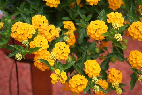 Miniatura 3 de Planta de Lantana Dorada, maceta de 2 pulgadas, flores Lantana para plantar