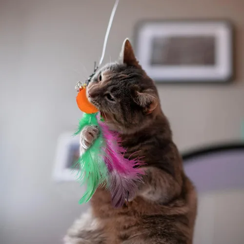 Miniatura 5 de Kifmurase 12 Pcs Cat Wand Feather Toy Refills, Interactive Wand Attachments with Bells, Colorful Interactive Teaser Feathers Replacement for Indoor