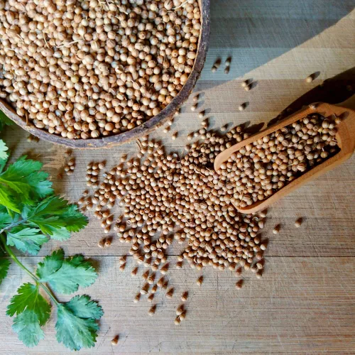 Miniatura 4 de Semillas de cilantro (Ocio) (300 Semillas)