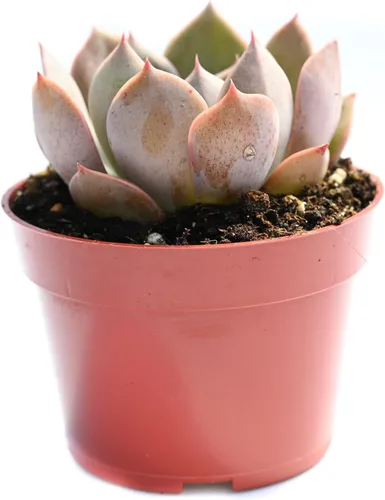 Miniatura 15 de Planta suculenta Echeveria viva - Suculenta Echeveria de 4 pulgadas con raíces completas (Echeveria Marron)