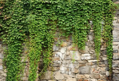 Leyiyi Fondo de hojas de jardín de primavera de 5 x 3 pies, plantas de jardinería, grunge, piedra, pared, verde, bandera, veleta, rama, cubierta,