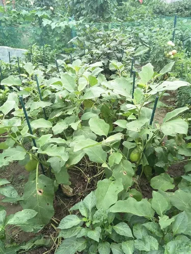 Miniatura 7 de Estacas de jardín Tingyuan de 36 pulgadas, estacas de acero para plantas, estacas para tomates, paquete de 25 estacas de 3 pies