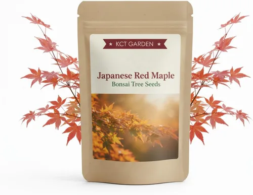 Semillas de arce rojo japonés, semillas de bonsái, paquete de 30 semillas de árbol bonsái