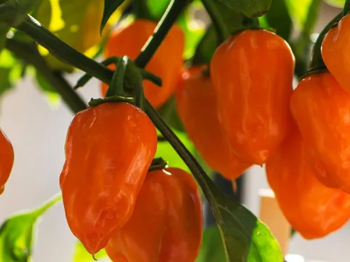 Miniatura 7 de Más de 35 semillas de pimiento picante para plantar habanero fantasma, mezcla de semillas de pimiento fantasma, rojo, naranja, amarillo, semillas