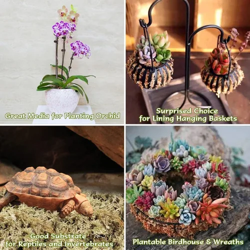 Miniatura 5 de Halatool Musgo esfagnum prémium de 3.6 onzas para plantas de interior, mezcla para macetas de musgo de orquídea de 4 cuartos de galón, musgo
