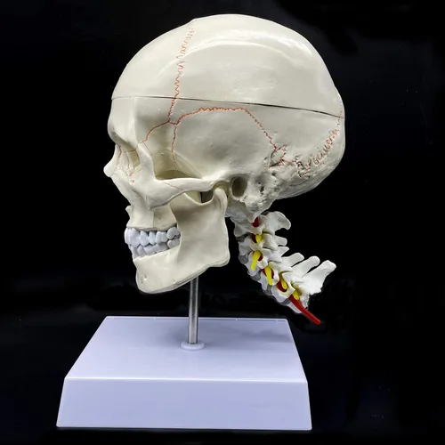 Miniatura 6 de Cráneo humano con cerebro y vértebra cervical Modelo anatómico Anatomía de tamaño real para estudio de aula de ciencias Modelo de enseñanza