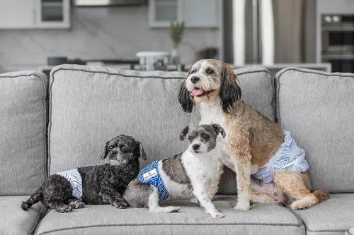 Miniatura 9 de Pet Parents® Bandas lavables para el vientre para perros machos (paquete de 3) + Extendrs® de pañales duraderos para perros machos, pañales prémium