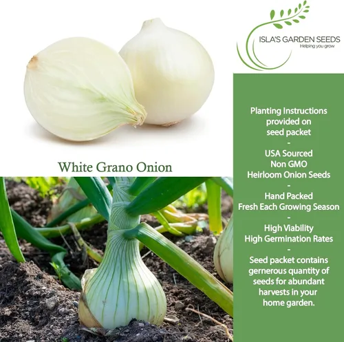 Miniatura 2 de Semillas de cebolla granada blanca (Allium cepa) – Más de 500 semillas de día corto sin OMG de Isla's Garden Seeds, bulbos suaves dulces