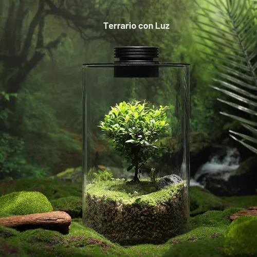 Miniatura 2 de Terrario de Vidrio de Escritorio con Luz de Crecimiento (Altura: 9.8" Diámetro: 5.9"), para Suculentas, Musgo, Jardinería en Miniatura, Acuario