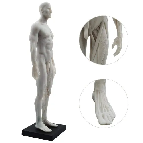 Miniatura 9 de BONEW Modelo del cuerpo de la cabeza del cráneo de la anatomía anatómica humana de la resina de los 30CM del hueso del músculo del modelo masculino