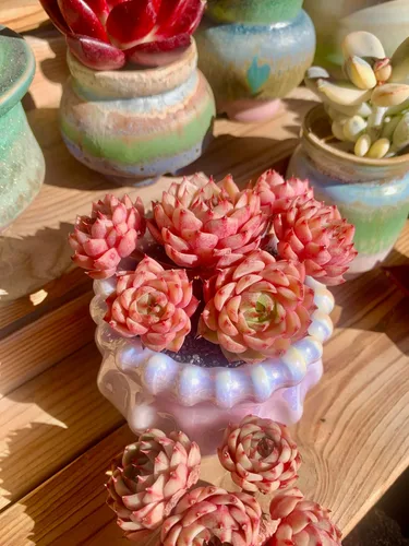 Miniatura 7 de Echeveria Ben Badis - Plantas suculentas vivas raras, planta viva roja de 4 a 5 cabezas de 3 pulgadas, paquete sin maceta y tierra, escritorio
