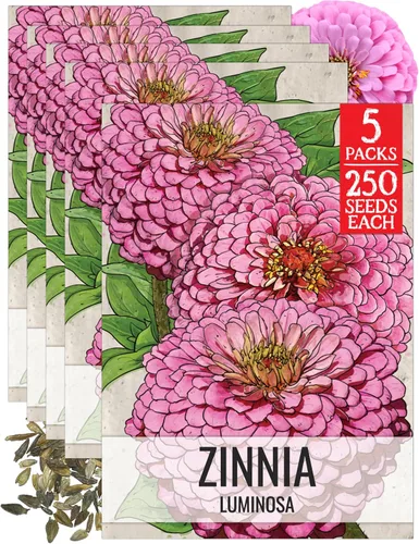 Miniatura 29 de Seed Needs California Giants - Semillas de zinnia – 250 semillas tradicionales para plantar Zinnia elegans – Cultiva flores anuales polinizadas