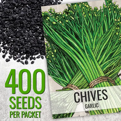 Miniatura 3 de Seed Needs Semillas de cebollino para plantar ajo y hierbas comunes de cebollino, herencia sin OMG y semillas de jardín sin tratar para plantar un