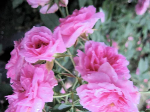Miniatura 6 de Caldwell Pink Rose Bush - Raíz antigua reliquia propia - Rosa Hybrid - Planta viva - Flor doble perpetua fragante - Emerald Goddess Gardens
