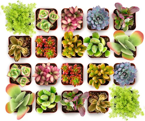 Miniatura 6 de Compra Suculentas Endless Summer Pack de Colección de Plantas Suculentas Vivas - Mini Plantas Suculentas, Bajo Mantenimiento, Colores y Texturas