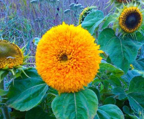 Miniatura 2 de Semillas Oso De Peluche Girasol Enano Ornamental Flores Anuales