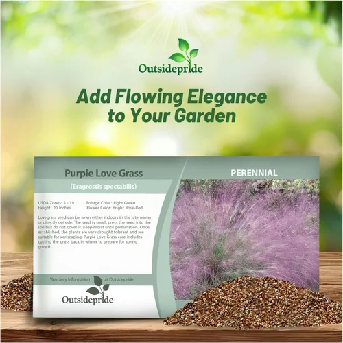Miniatura 4 de Outsidepride - 500 semillas de la hierba ornamental perenne zacate amor (Eragrostis spectabilis ornamental [Love Grass]) para sembrar