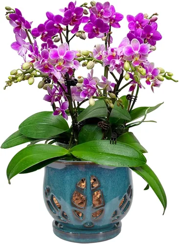 Miniatura 11 de W&W Maceta de orquídeas con agujeros y platillo para trasplantar, azul, 6.5 pulgadas