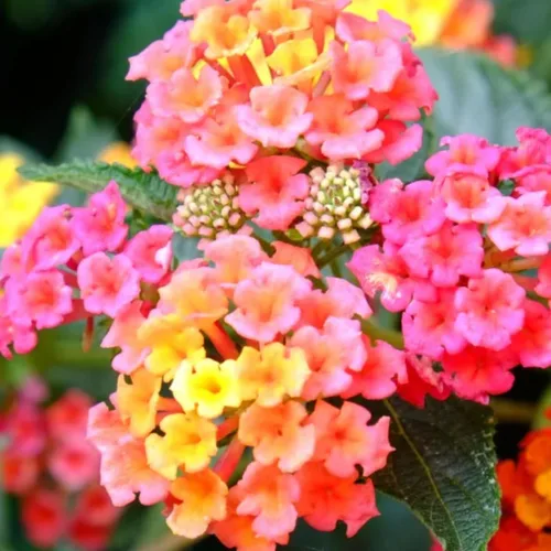 Miniatura 5 de 2 plantas Lantana vivas, en maceta, color rosa brillante, plantas vivas para plantar al aire libre, plantas Lantana arrastradas, planta Lantana