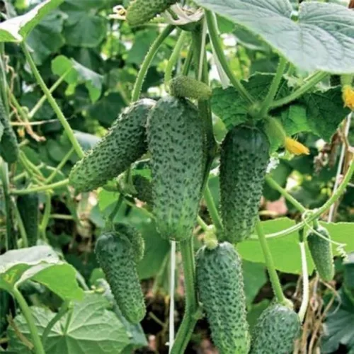Miniatura 5 de Pepino Pepino Semillas Tipo Arbusto para Decapado Vegetal para Plantar Semillas No GMO 40