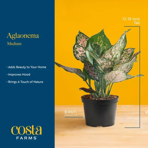 Miniatura 4 de Costa Farms Árbol de hoja perenne chino, fácil de cultivar, planta de interior en maceta en maceta en bonita maceta decorativa, regalo diario