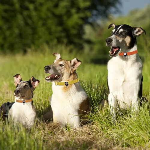 Miniatura 4 de azuza Paquete de 3 collares de otoño para perros, cómodos y ajustables, de nailon, para perros medianos, M (14-20 pulgadas), amarillo jengibre
