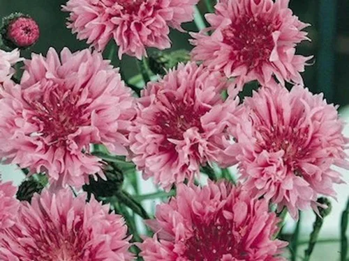 Miniatura 2 de Botón de soltero, semillas rosas altas, 100 semillas, hermosas flores de color rosa brillante.