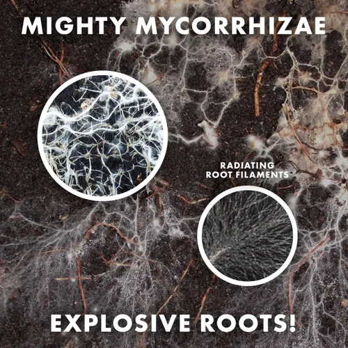 Miniatura 2 de Mycorrhizae Inoculante para 16 especies (1 libra) mejora la tolerancia a la sequía + ahorra agua preciosa + fertilizante, estimulador de raíces •