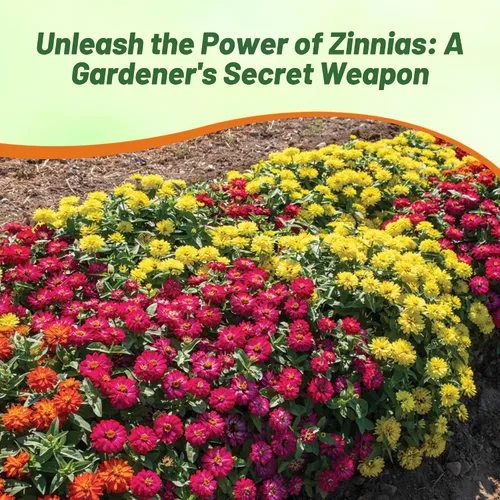 Miniatura 5 de Outsidepride - Zinnia, 100 semillas anuales, Marylandica Zahara Double Brilliant Flower Seed Mix, mezcla de semillas de flores para plantar