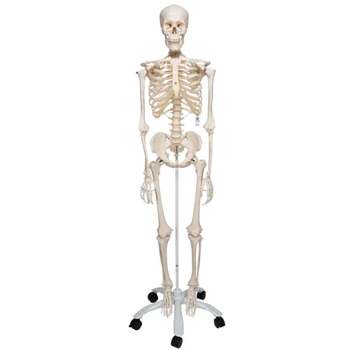 Miniatura 9 de 3B Scientific Modelo de esqueleto humano de plástico "Stan", 5 pies, soporte con ruedas., 1